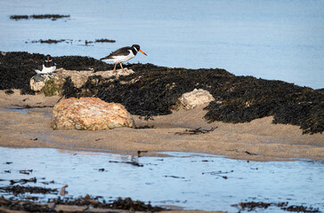 Oystercatcher, Feeding on the Beach, Berwick-Upon-Tweed, Northumberland