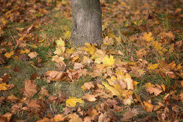 Yellow autumn maple leaves under the tree trunk