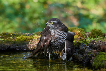 Eurasian sparrowhawk ,,Accipiter nisus,, in natural environment, Danube forest, Slovakia, Europe