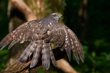 Eurasian sparrowhawk ,,Accipiter nisus,, in natural environment, Danube forest, Slovakia, Europe