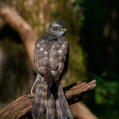Eurasian sparrowhawk ,,Accipiter nisus,, in natural environment, Danube forest, Slovakia, Europe