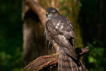 Eurasian sparrowhawk ,,Accipiter nisus,, in natural environment, Danube forest, Slovakia, Europe