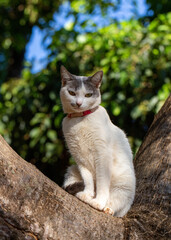 Cat on the tree. A white female cat with gray ears and yellow eyes on top of the tree on a sunny day. Pink collar. Animal world. Pet lover. Animals defender. Cat lover