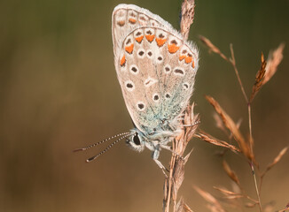 Fototapeta na wymiar Ein bunter Schmetterling sitzt mit zusammengefalteten Flügeln einen einen Grashalm.