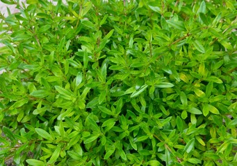 Fresh green thyme closeup, background