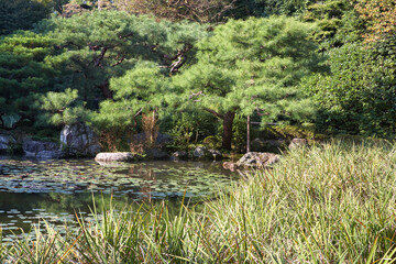 Fototapeta na wymiar The picturesque cultivated pine trees in the garden of Heian-jingu Shrine. Kyoto. Japan