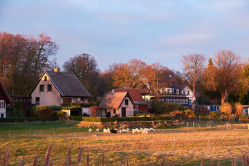 Kloster village on Hiddensee island in Germany. Traditional houses, sheep on a field by farmhouse.