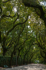 Fototapeta premium Tree Canopy Archway in Spanish Park