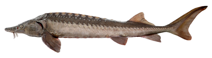Fototapeta Sturgeon fish isolated on white background obraz