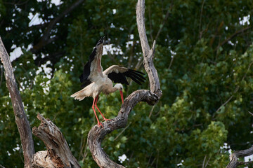 Amazing white stork,, Ciconia ciconia,, and his family in natural environment, Marchegg, Austria, Europe