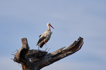 Amazing white stork,, Ciconia ciconia,, and his family in natural environment, Marchegg, Austria, Europe