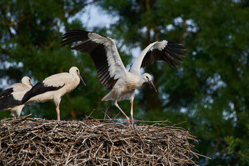 Amazing white stork,, Ciconia ciconia,, and his family in natural environment, Marchegg, Austria, Europe