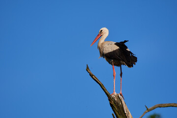 Obraz premium Amazing white stork,, Ciconia ciconia,, and his family in natural environment, Marchegg, Austria, Europe