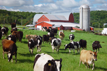 cows in a farm in Vermont