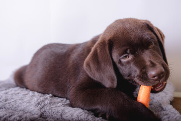 Closeup chocolate Labrador puppy lying on his mat. Biting a carrot with milk teeth. Isolated on white background.