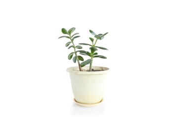 Jade plant (Crassula ovata) - houseplant on a light background. Money tree succulent plant with dark green leaves.