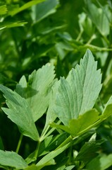 Fresh green lovage (Maggi-Kraut) closeup, healthy and aromatic herbs