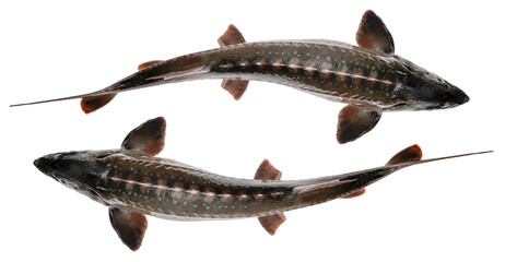 Sturgeon fish isolated on white background. Top view