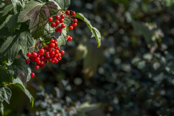 Ripe red berries. Autumn harvest. A bunch of viburnum on a branch. Homeopathic remedy. Healthy...