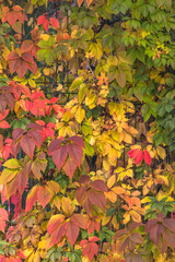 Bright colors of autumn. Golden time. Yellow, red, orange and green colors in the background. Hedge. A beautiful time of the year. Autumn in the park. Plant color in October. Colorful leaves.