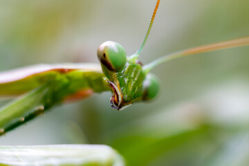  Green praying mantis (mantis religiosa) perches on a garden hedge