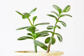 Fototapeta na wymiar Jade plant (Crassula ovata) - houseplant on a light background. Money tree succulent plant with dark green leaves.
