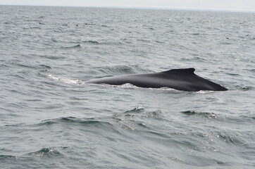 Obraz premium The back of a whale with its fin while whale watching in the Atlantic Ocean with a few flying seagulls in cloudy weather