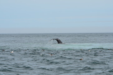 Obraz premium The tail fin of a mogul with splashing water and some gulls in the Atlantic Ocean