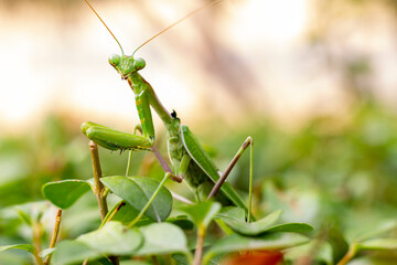  Green praying mantis (mantis religiosa) perches on a garden hedge