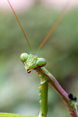  Green praying mantis (mantis religiosa) perches on a garden hedge