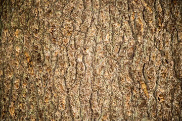 texture background for design and decoration
