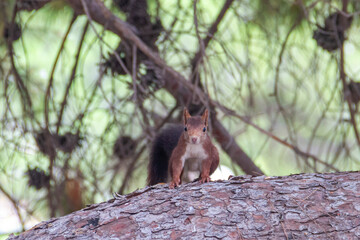 Red squirrel (Sciurus vulgaris) posing in a pine looking at camera