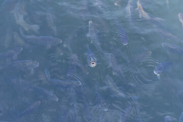 carps fish swimming in the water