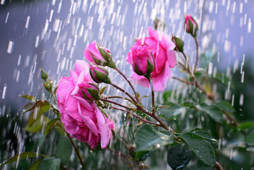 Rose flowers in the summer rain