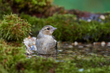 Spotted flycatcher ,, Muscicapa striata,, in natural environment, Danube forest, Slovakia, Europe