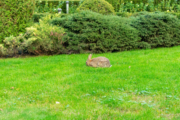 Fluffy rabbits running on the lawn