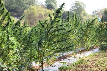 Outdoor organic CBD plantation for medicinal use.