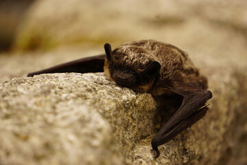 Small bat is resting on wall
