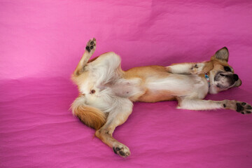 Fototapeta na wymiar Lila brown chihuahua on background pink