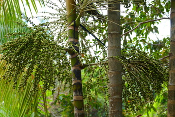 Still unripe, green palm fruits acai or arecoideae euterpeae (euterpe oleracea), fruit full of health in Amazon region near the village of Solimões, State of Pará, Brazil
