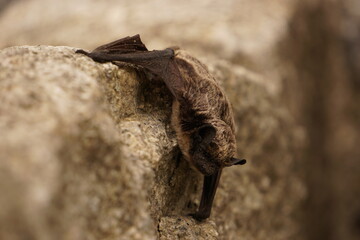 Small bat is resting on wall