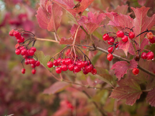 Reife rote Beeren des gemeinen Schneeball hängen in Trauben an kleinen Zweigen