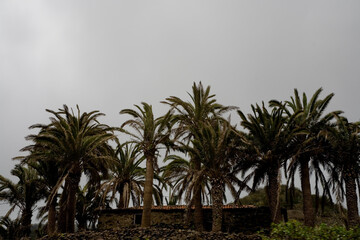 Fototapeta na wymiar green palm trees on a cloudy day next to an old brick house
