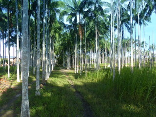 Palm plantation for the production of the palm fruit Açai (euterpe oleracea) in the Amazon region near the village of Anori, Amazon state, Brazil
