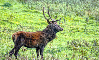 deer with big antlers