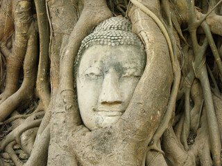 Ayutthaya, Thailand, January 24, 2013: Detail of the Buddha's head among the branches of a tree in the ruins of Ayutthaya, ancient capital of the kingdom of Siam. Thailand