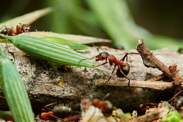 Macro of red wood ant ,,Formica rufa,, in natural environment, danube forest, Slovakia, Europe
