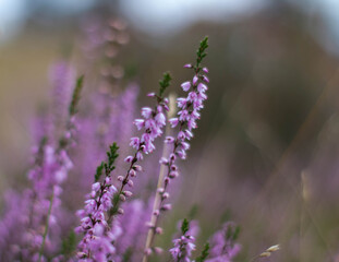 lavender flowers in the garden