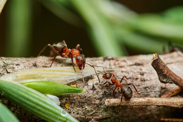 Macro of red wood ant ,,Formica rufa,, in natural environment, danube forest, Slovakia, Europe