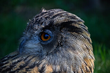 great horned owl